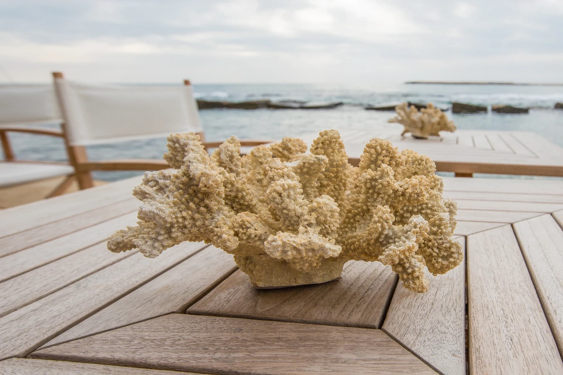 Korallendetail auf einem Tisch am Meer